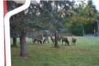 Front Door Visitors