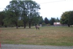 Bull Elk