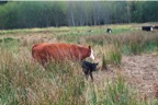 Rosie & Her New Calf Rhonda