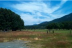 Orchard/Homestead