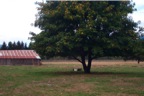 Barn Without Laundry Shed