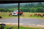 Elk